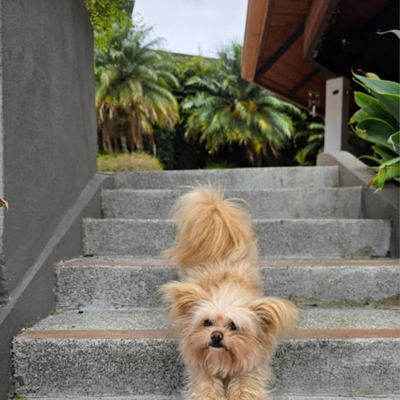 Pomerania blanco corriendo feliz en el jardín de Cozy bajo la luz dorada