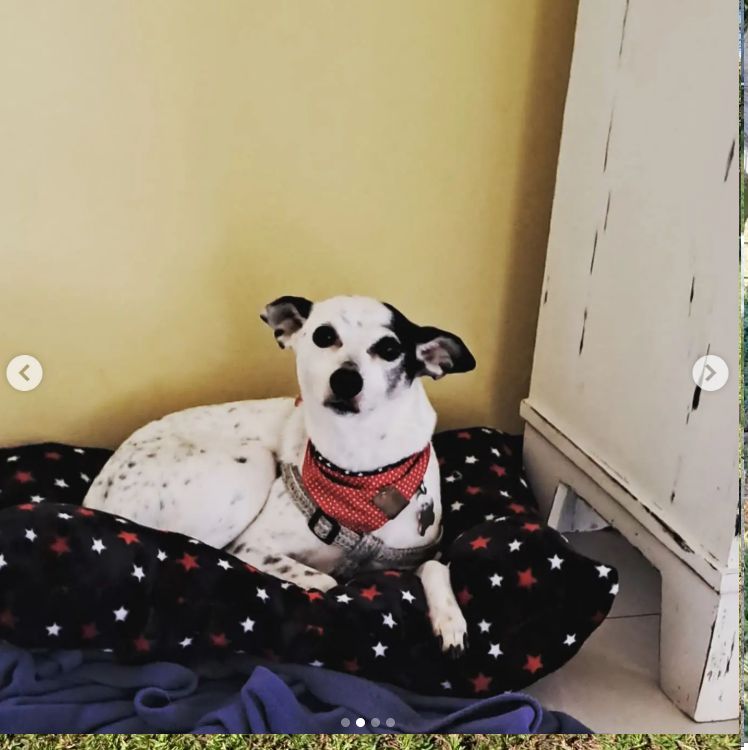 Grupo de más de seis perros de distintos tamaños y razas conviviendo juntos en el jardín de Cozy