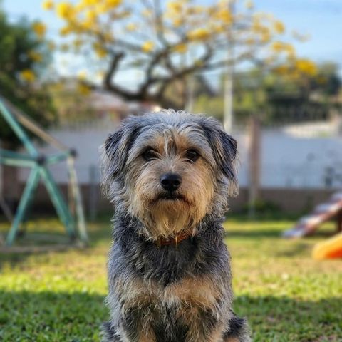 Leti, perra residente de Cozy, con bandana roja en el jardín