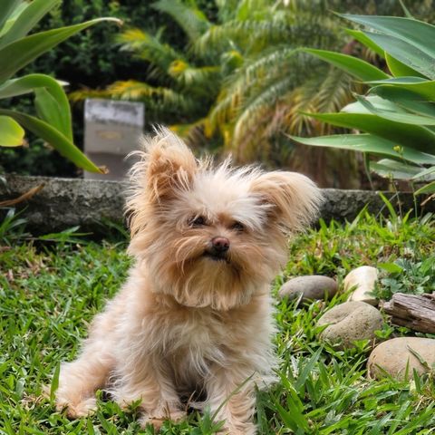 Lila, pomerania blanco residente de Cozy, corriendo en el jardín