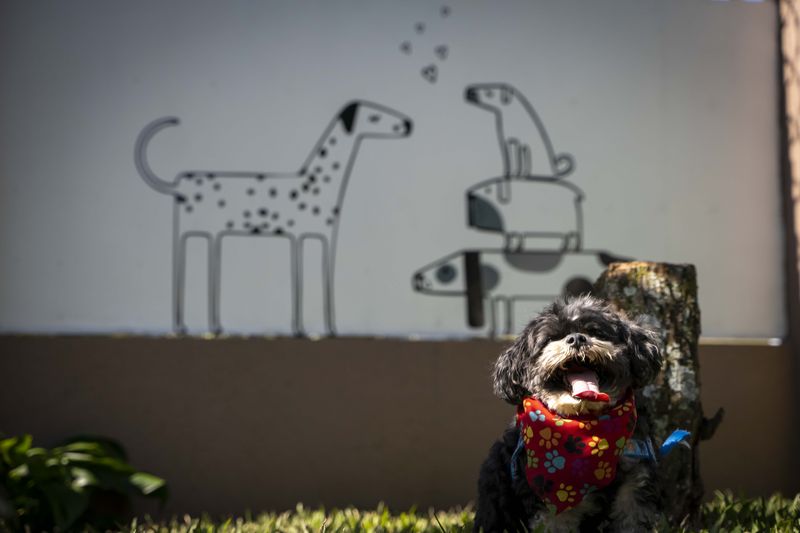 Perro con bandana roja de patitas posando frente al mural de caricaturas de perros en el jardín de Cozy