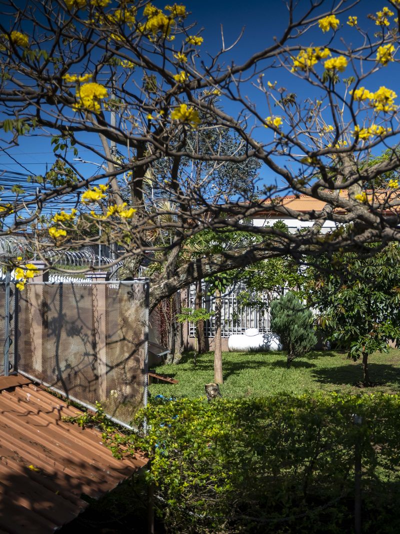 Vista amplia del jardín de Cozy con el árbol de corteza amarilla en flor y zonas verdes, en Santo Domingo de Heredia