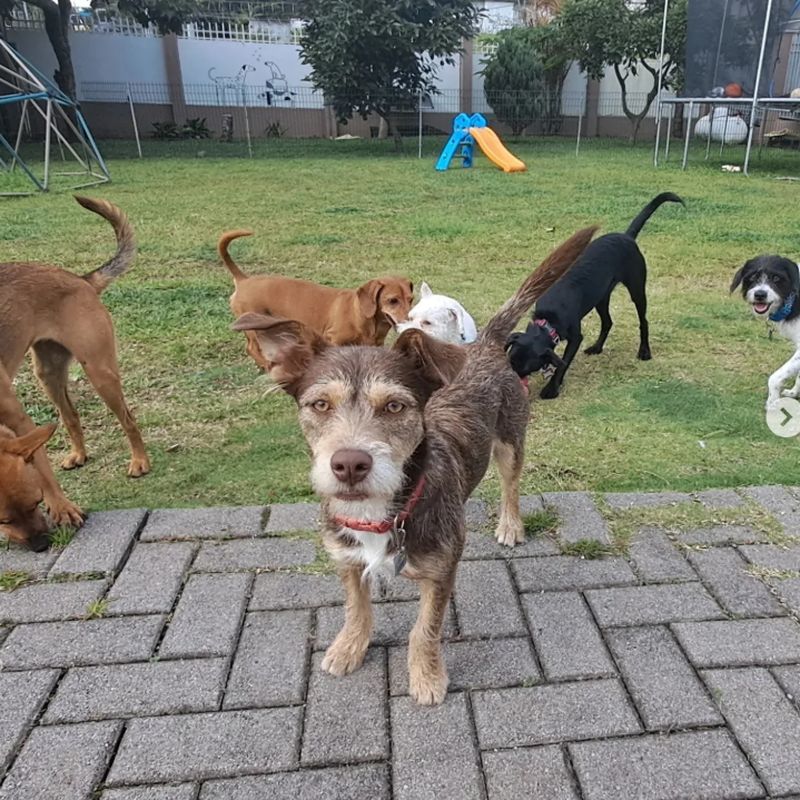 Grupo de perros de distintos tamaños conviviendo juntos en el jardín de Cozy