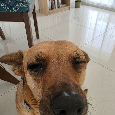 Sol, perra residente de Cozy, con bandana de flores en el jardín