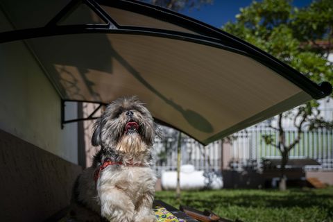 Shih Tzu descansando bajo una sombrilla de jardín en Cozy