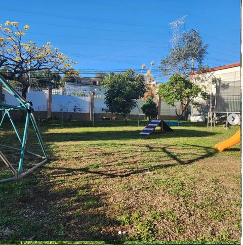 Pomerania blanco corriendo alegre en el jardín de Cozy bajo la luz del sol