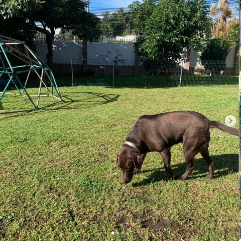 Perro descansando en una cama con estampado de estrellas dentro de la casa Cozy