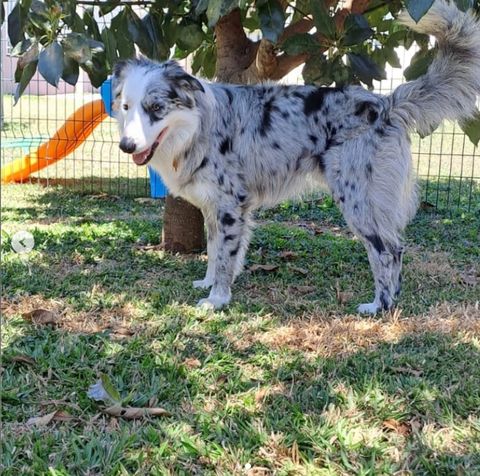 Perro con collar posando tranquilo en el jardín de Cozy